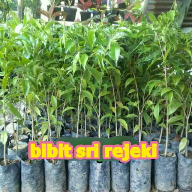 BIBIT KAYU GAHARU