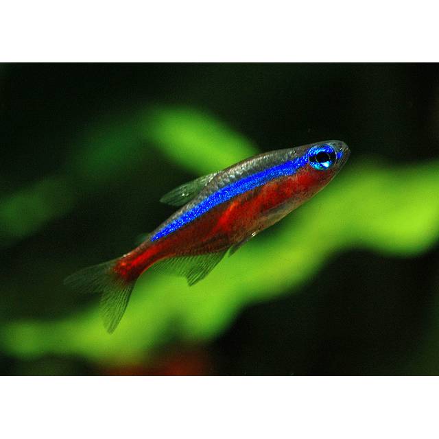 Ikan hias neon cardinal