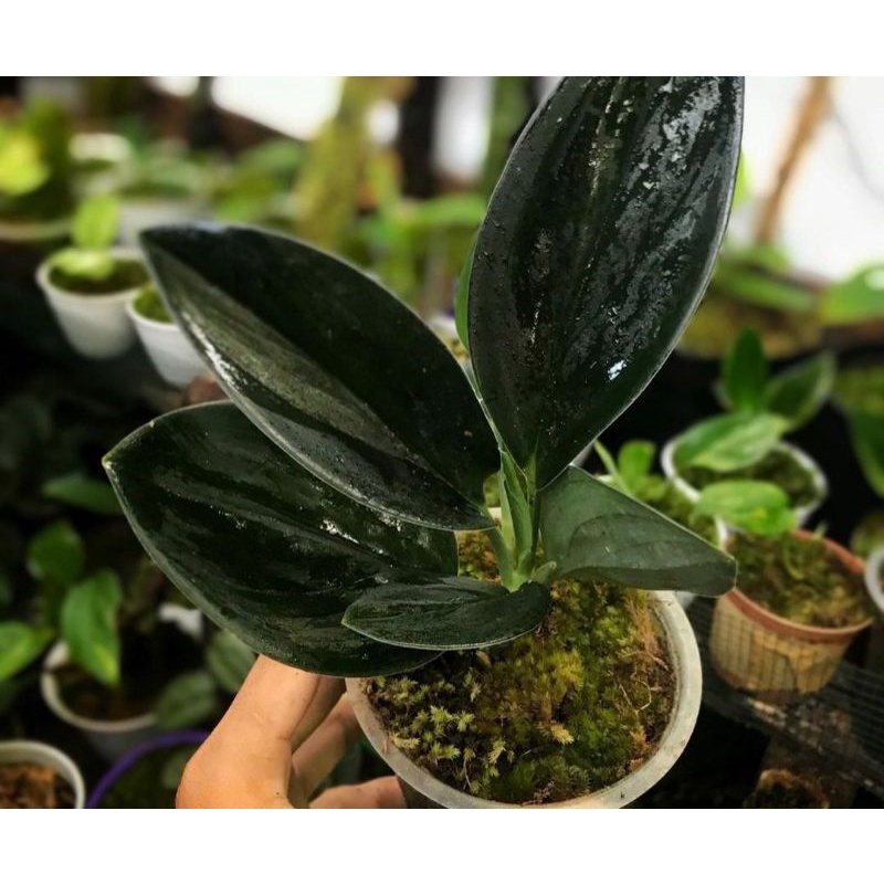TANAMAN HIAS SCINDAPSUS TREUBII DARKFORM/SCINDAPSUS BLACK