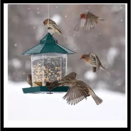 Tempat Makan Minum Burung Liar