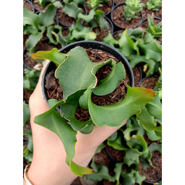 Sukulen Wijaya Kusuma (mini)