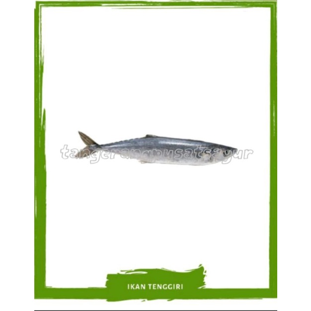 

Ikan Tenggiri Beku 500 Gram