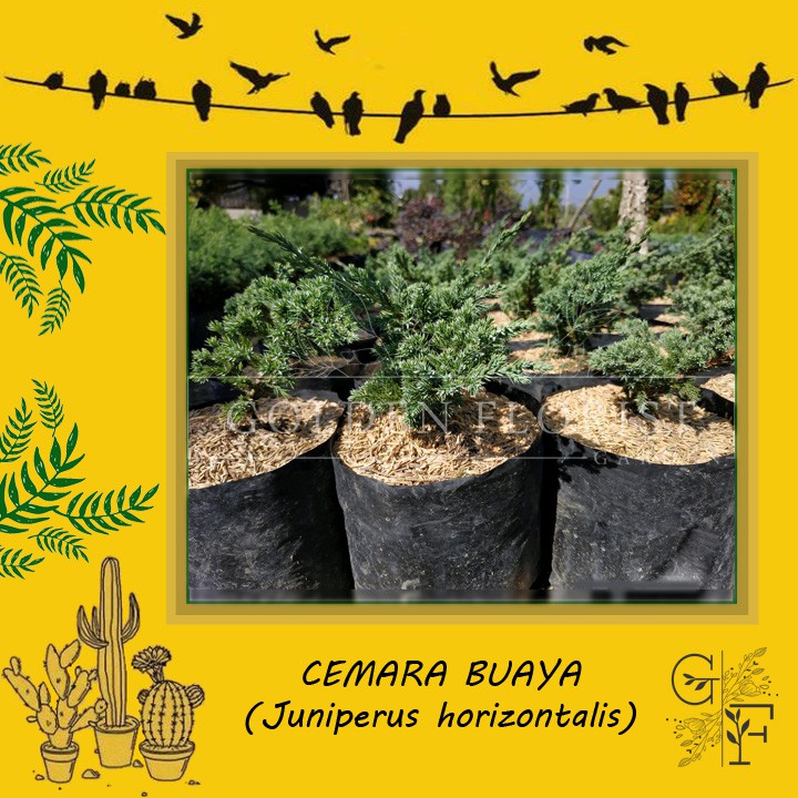 CEMARA BUAYA