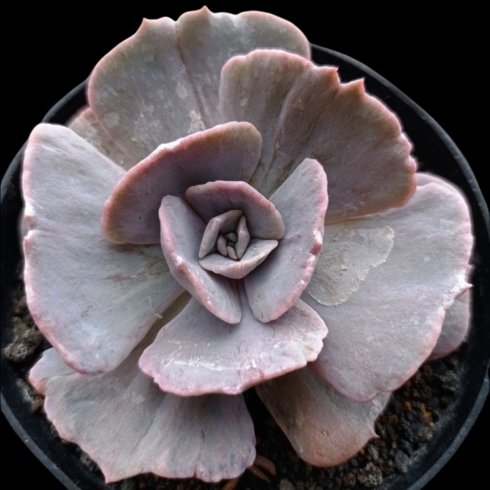 echeveria lilacina monstrose kaktus sukulen tanaman hias