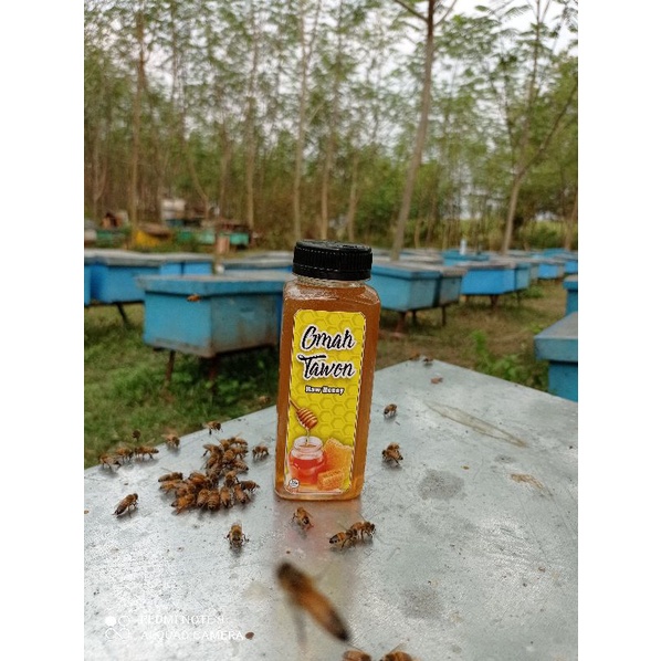 Madu murni raw honey Omah tawon 300 gram