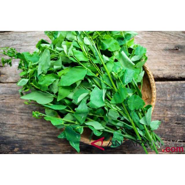 

Daun katuk murah meriah....bisa pesan banyak...atau borongan HARGA 2000 PER IKAT