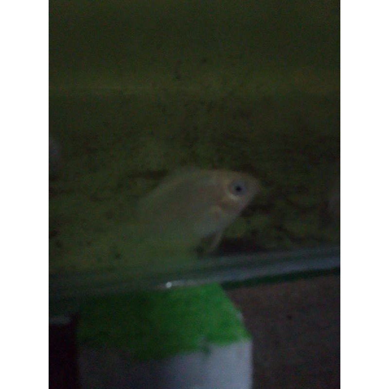 

ikan severum golden