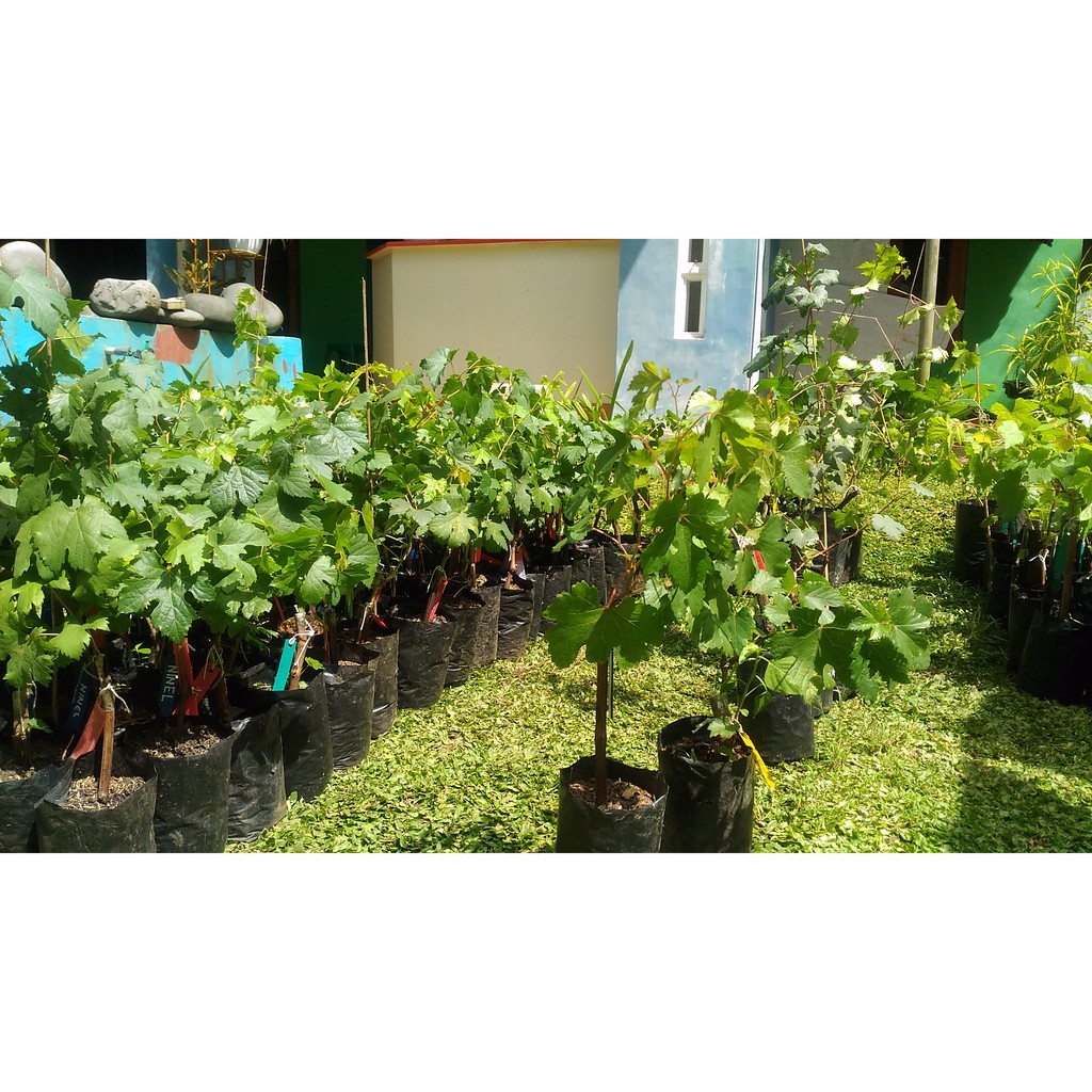 Bibit Anggur Nizina, Bibit Anggur Nizina Import, Pohon Anggur Nizina