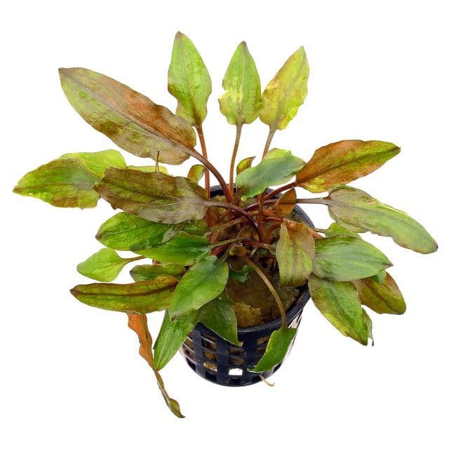 Cryptocoryne Wendtii Brown - Tanaman Aquascape Tanpa Co2 -  Tanaman Aquascape Pemula