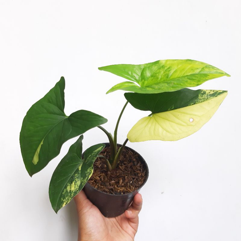 syngonium yellow var