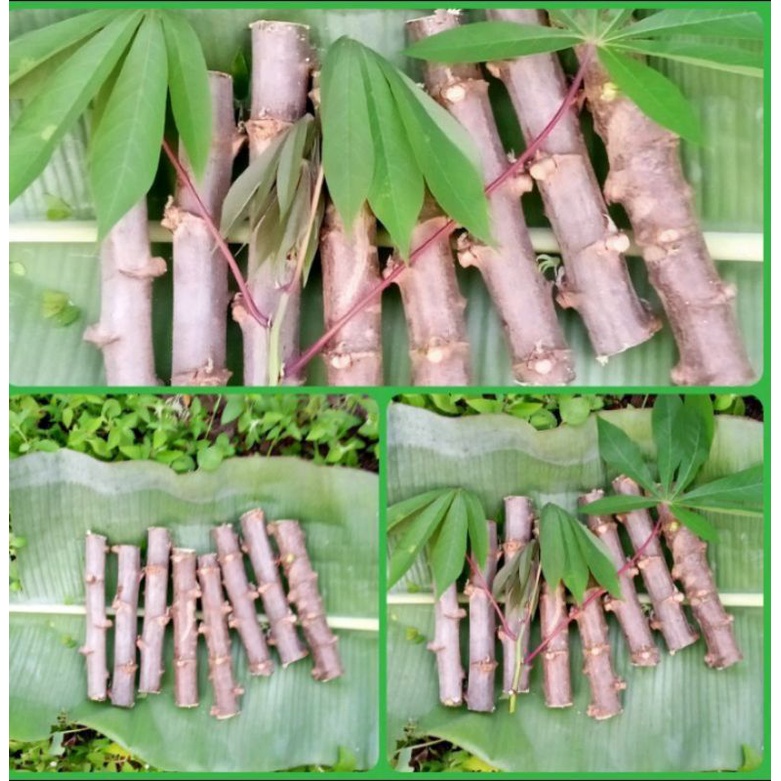 batang singkong mentega/stek batang singkong/bibit singkong mentega