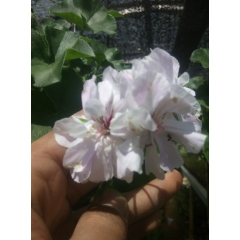 geranium gantung putih bibit tanaman hias bunga