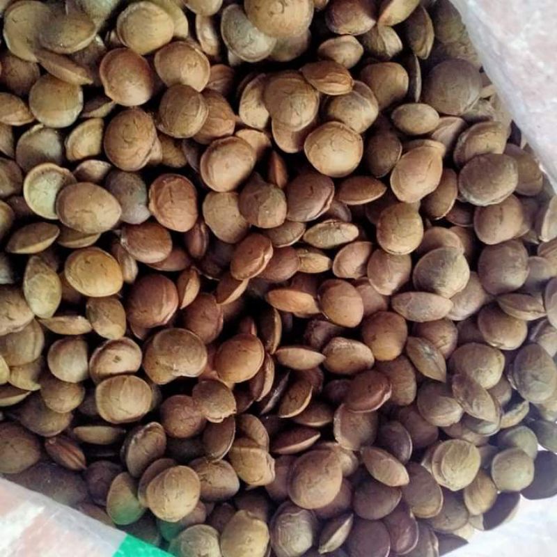 

Biji Kacang Sacha Inchi dari Hutan Amazon per 1Kg