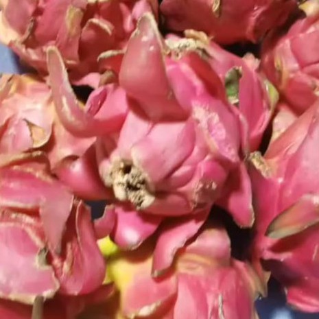 

Buah Naga