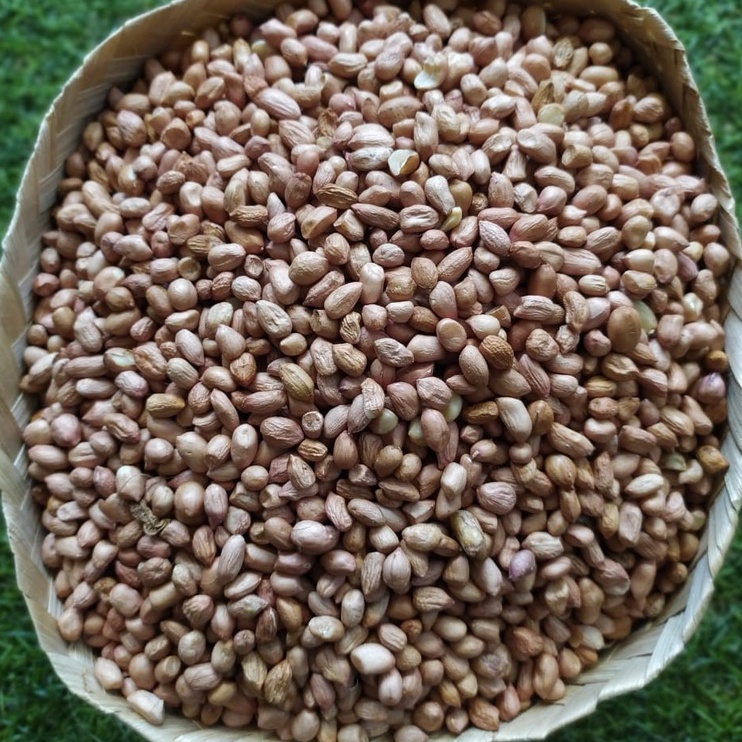 

Kacang Suuk Bali (Kacang Besar)