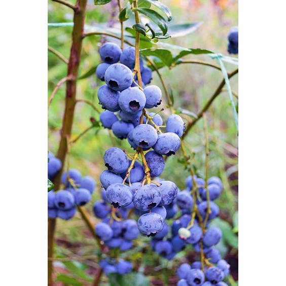 Benih Bibit Biji - Buah Blueberry Bluberi Berries Fruit Seeds - IMPORT