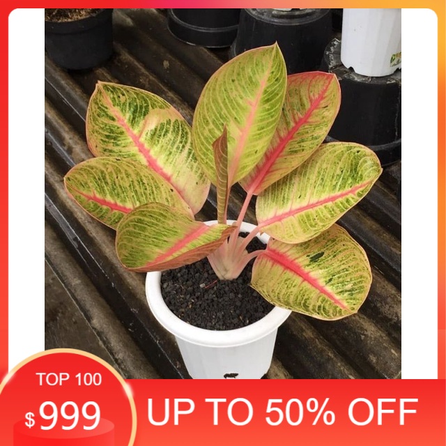 Anakan Aglonema Goliath / Baby