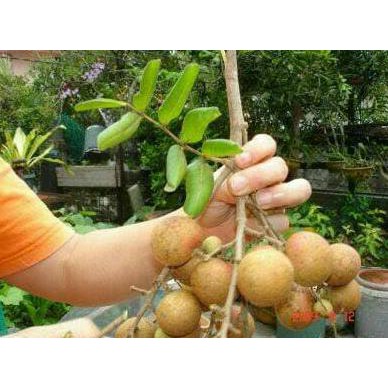 B3H Bibit Tanaman Buah Kelengkeng Pingpong Jumbo H3O