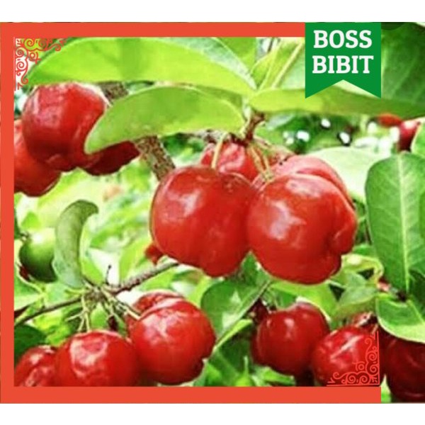 BIBIT Tanaman CERI BARBADOS VIETNAM  murah Pohon Buah Unggul Cepat Berbuah