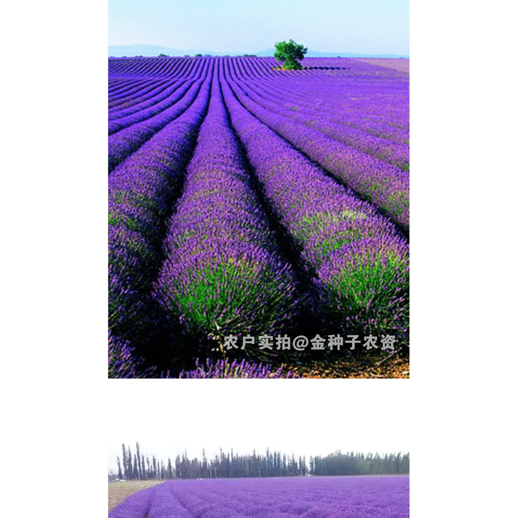 20 biji Benih Bunga Lavender B0216