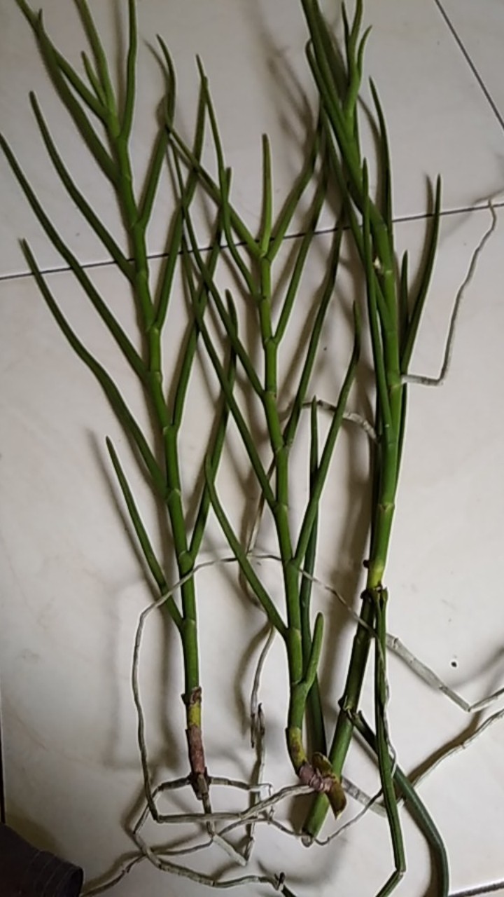 Vanda Douglas Murah (dewasa)