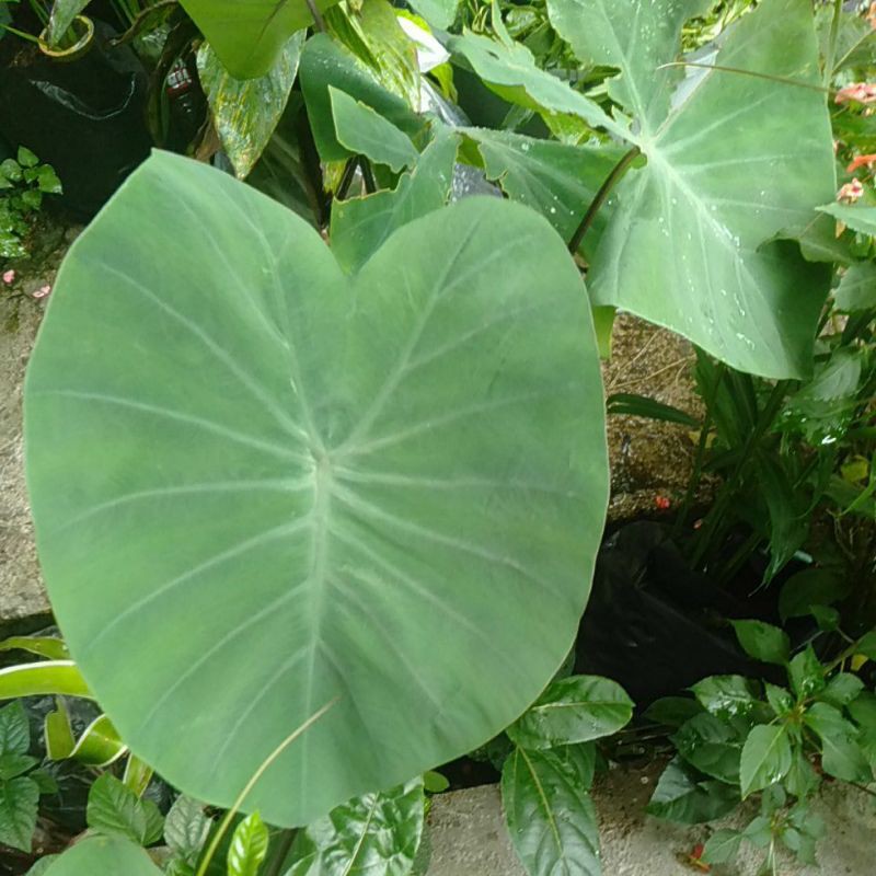 

Tanaman Bentoel Talas Ungu minim order 2 pohon@