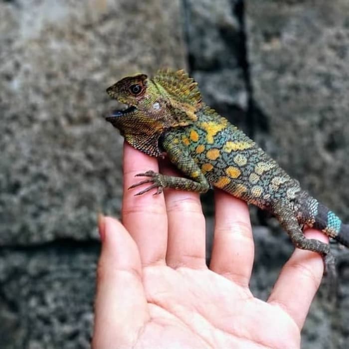 Forest Dragon Reptil Iguana Kw Chameleon Kw Versi Indonesia Diskon