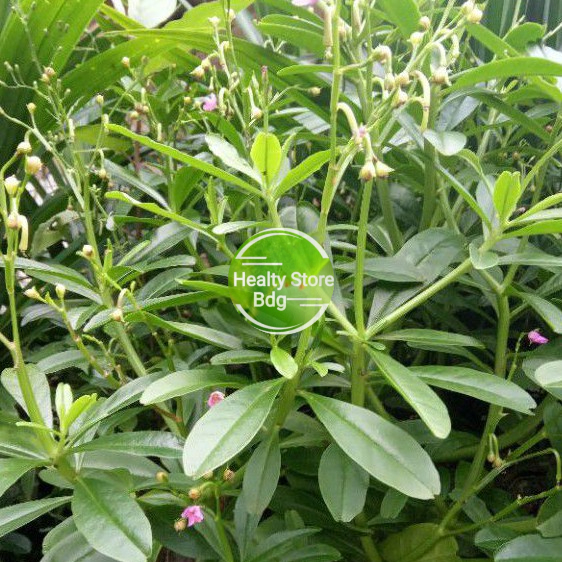 

Daun Gingseng Jawa Atau Daun Som Per 1 Kg