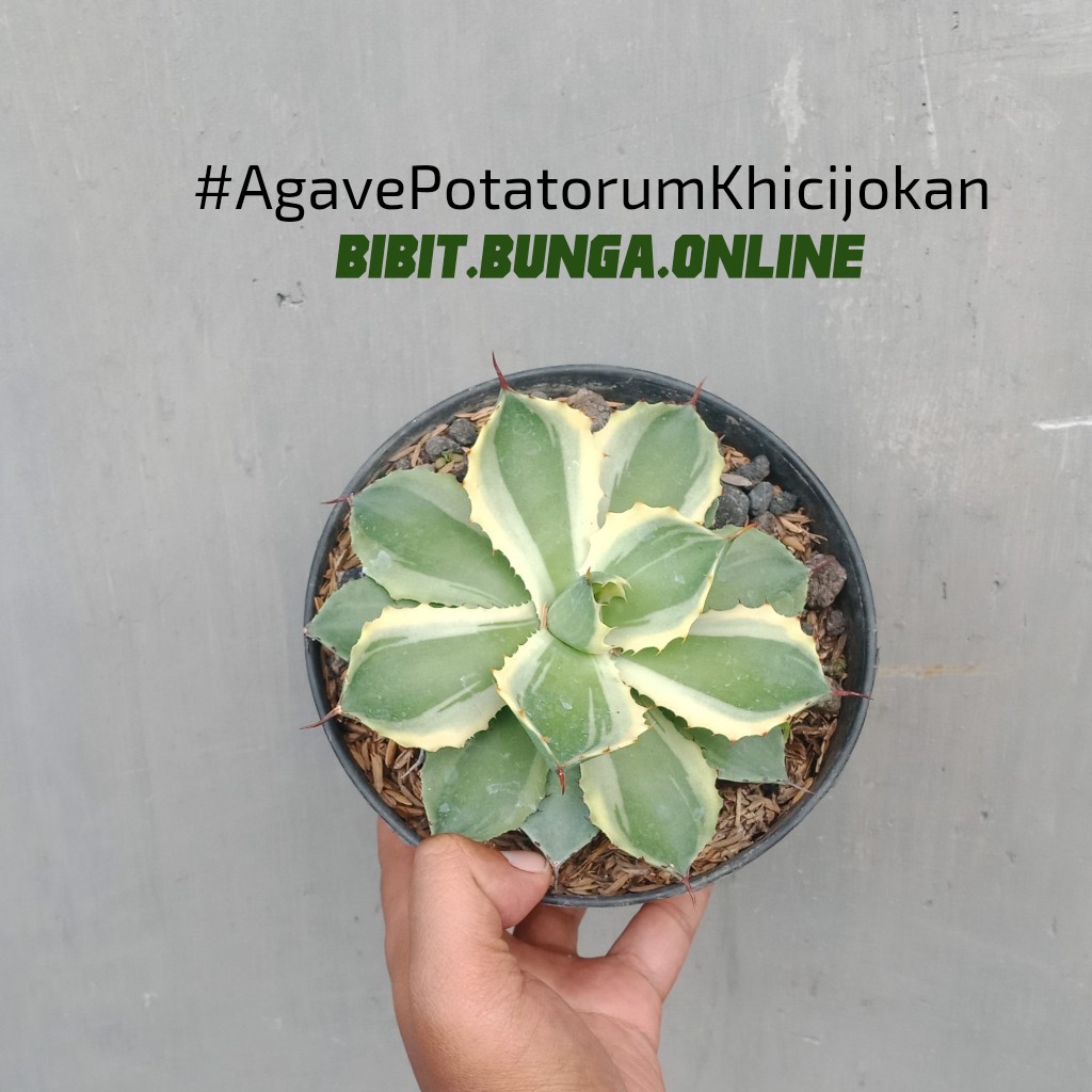 

Agave Potatorum Khicijokan