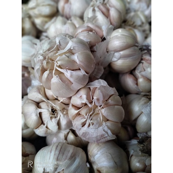 

Bawang Putih 250 gram