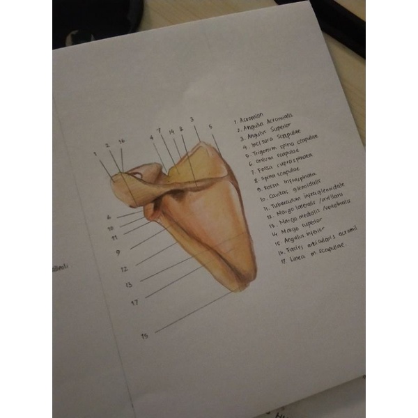 

JASA GAMBAR/ANATOMI MURAH
