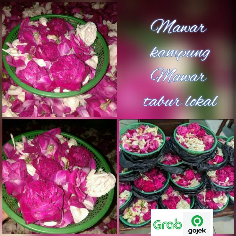 bunga mawar tabur kampung/jawa wangi mawar pink/ungu putih