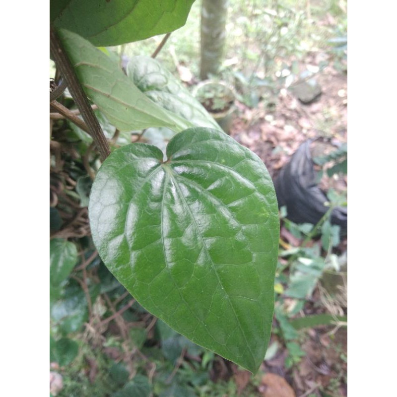 

Daun Sirih Hijau Segar Alami 100% tumbuhan sendiri minimal order 10pcs