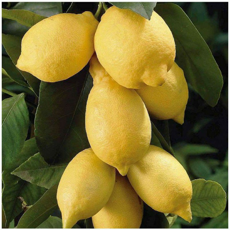 Bibit Tanaman Buah Lemon Import Australia-Bibit Lemon Australia