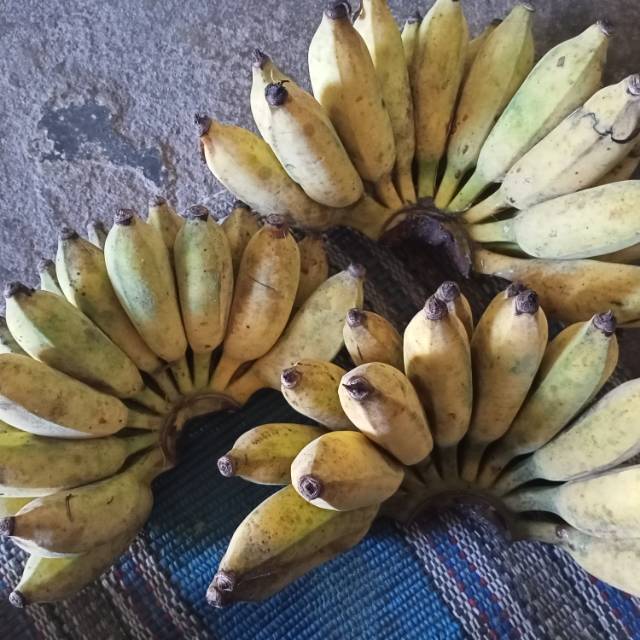 

Pisang Lilin
