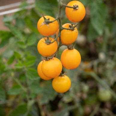 Bibit-Biji Tomat Cherry Gold Nugget (Haira Seed)