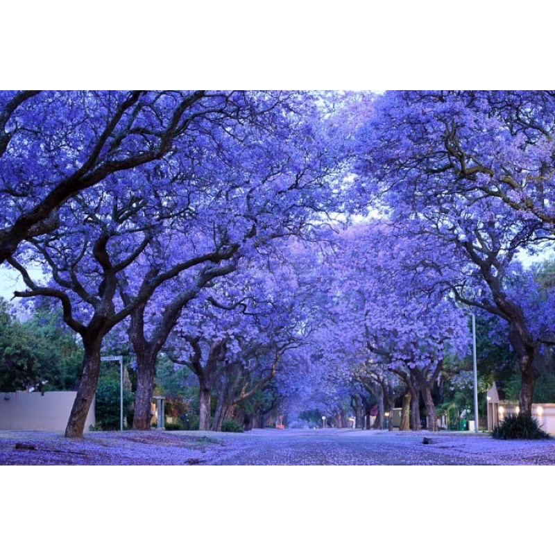 Amefurashi 1 Bibit / Benih / Seeds Blue Jacaranda Pretty Tree Pohon Biru - Ungu