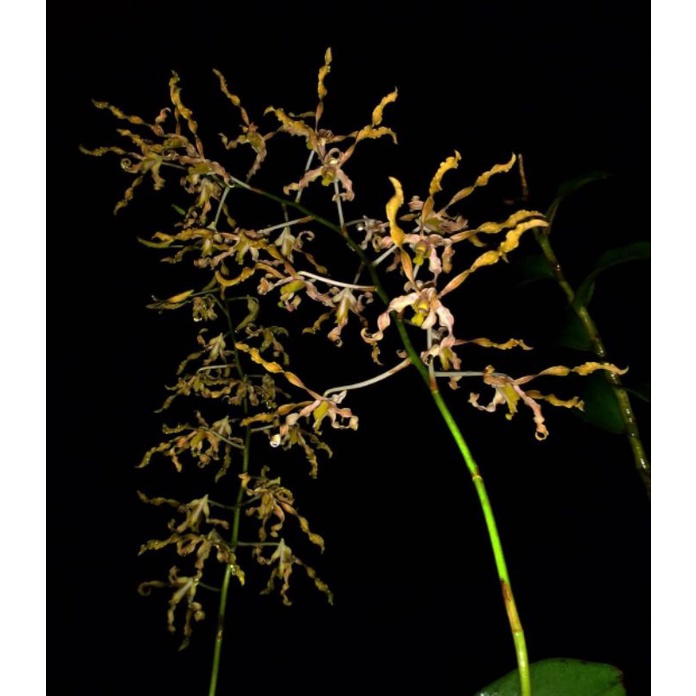 SEEDLING ANGGREK DENDROBIUM DISCOLOR TANIMBAR