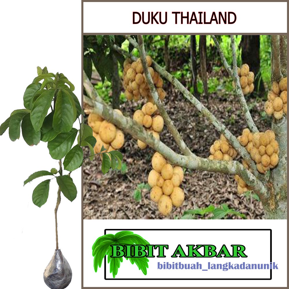 Bibit Tanaman Buah Duku Thailand