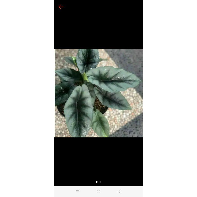 bibit alocasia reversa