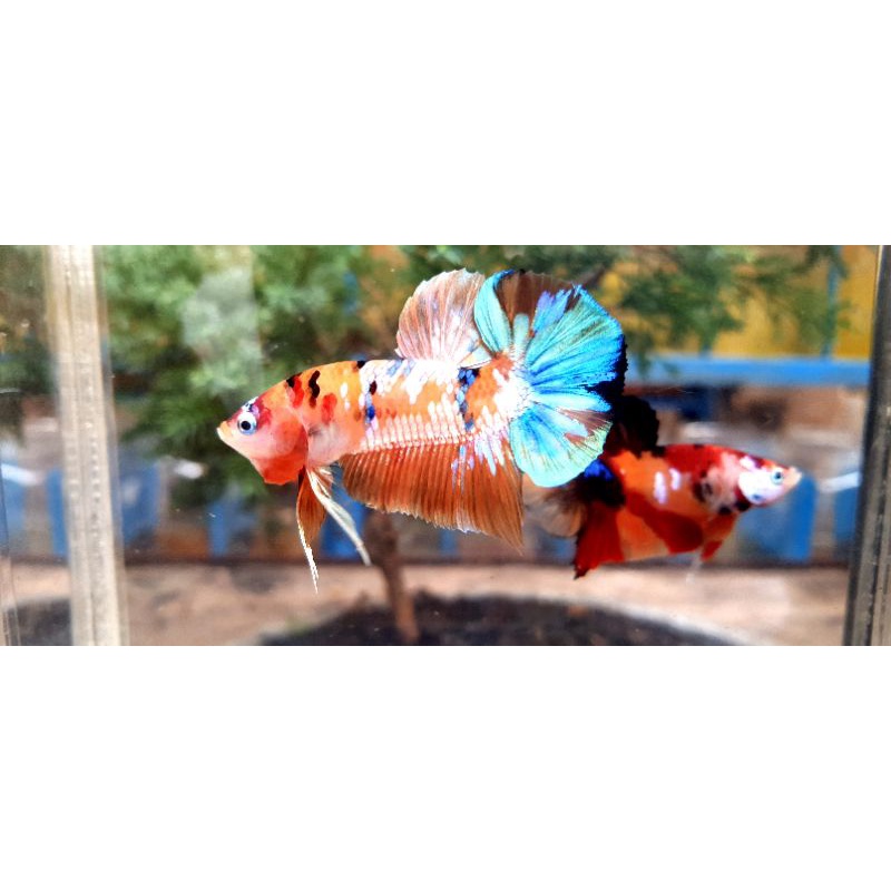 

Nemo Gold multy colour