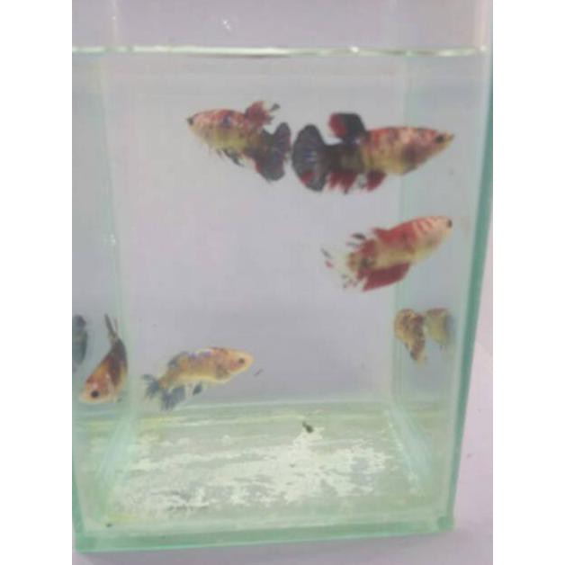 Terbaru Pair Sepasang Ikan Cupang Koi Galaxi Siap Breed Male Female Jantan