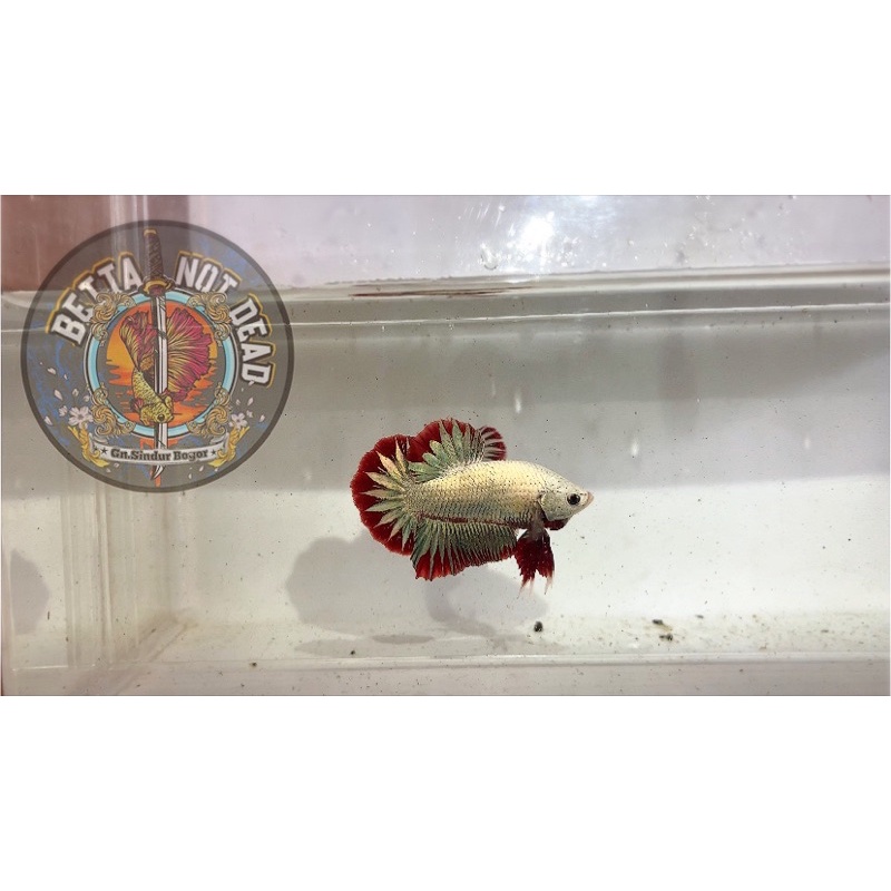 cupang red dragon hias murah