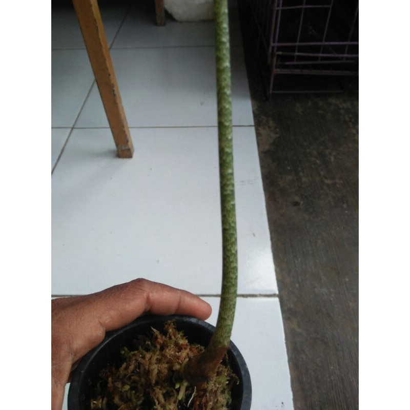 Alocasia zebrina trigina