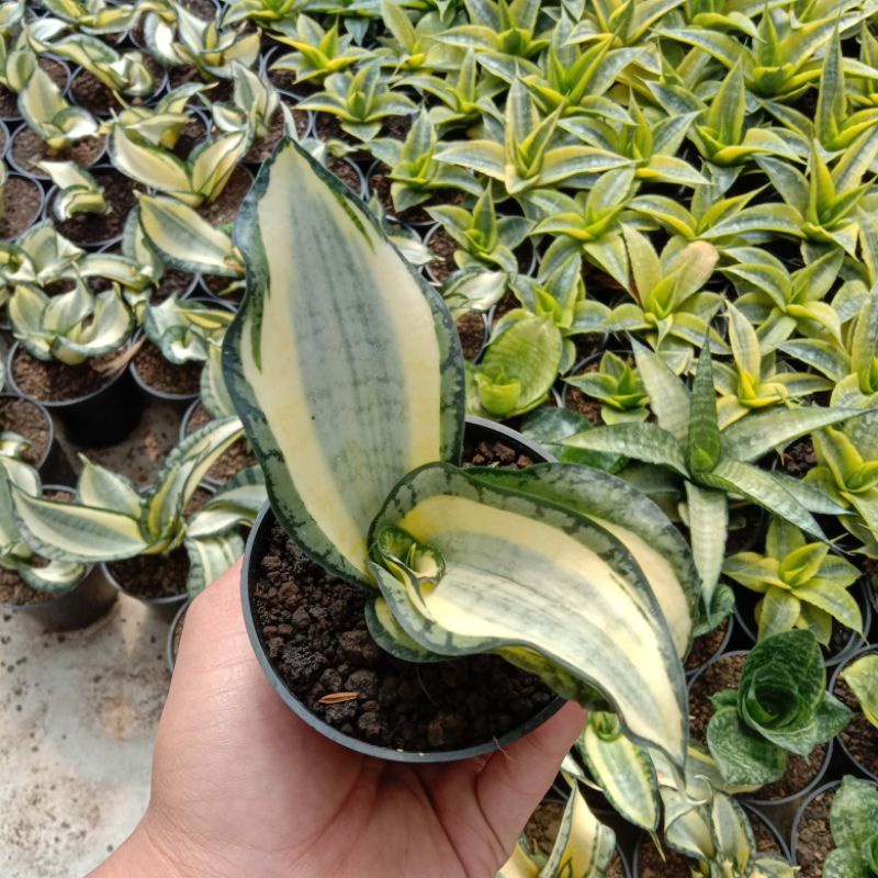 sensivera golden wendy's