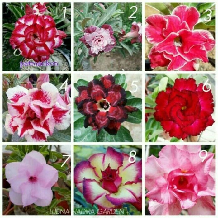 ready Bibit Kamboja Adenium Bunga Tumpuk dari Biji