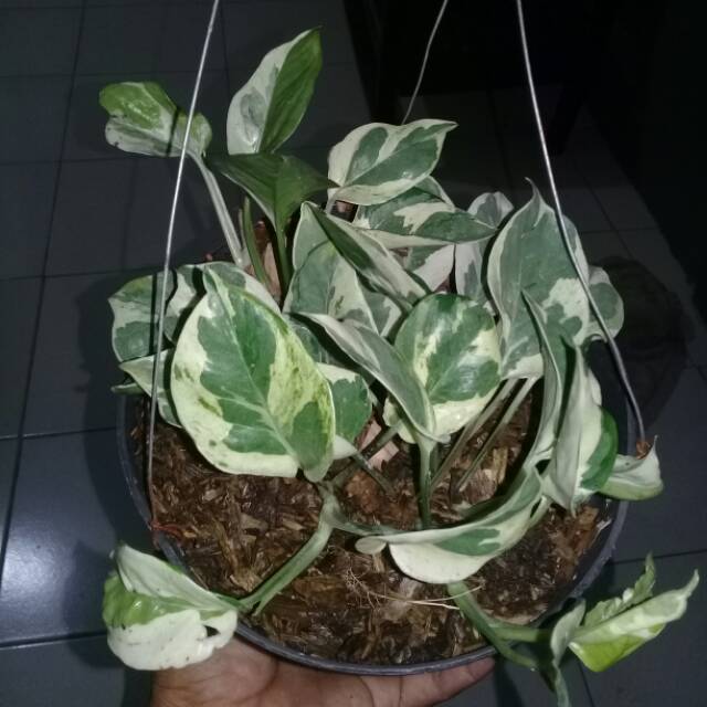 Tanaman Hias Gantung Pohon Sirih Gading Koin / Njoy