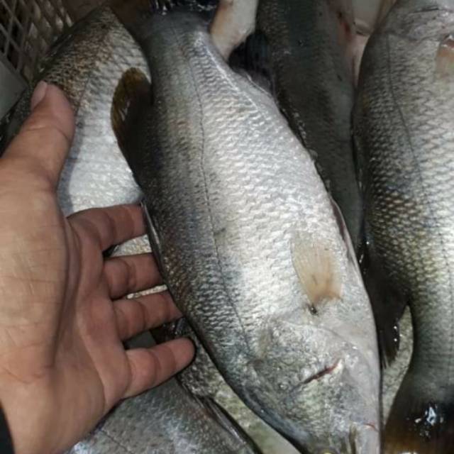 

Ikan kakap putih segar