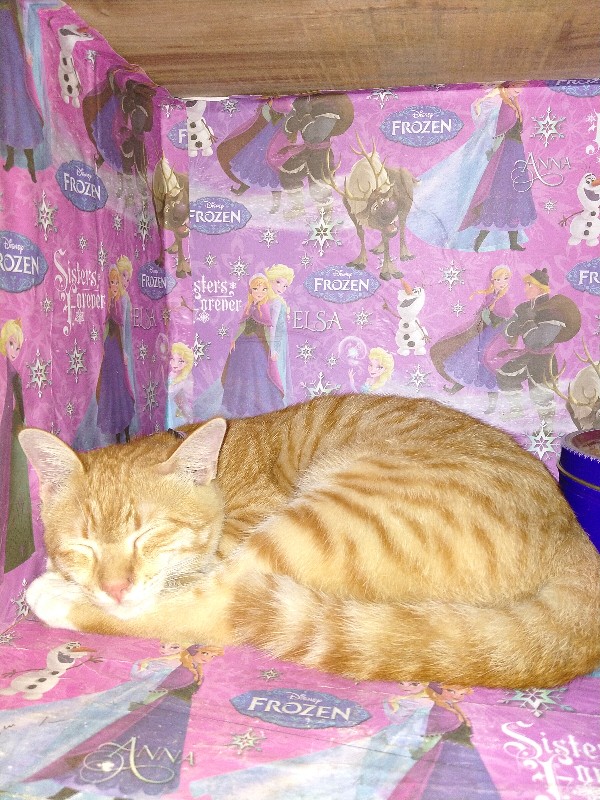 Plastik Packing Polymailer 17 X 30