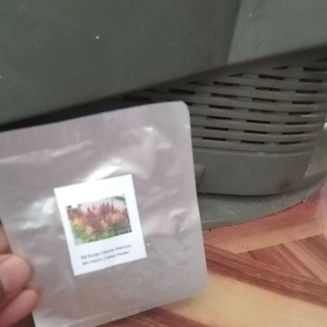 Biji Benih Tomat Tymoti F1